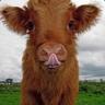 FLUFFY COWS