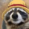Raccoon