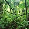Vietnamese Speaking Trees