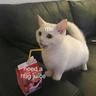 Sneaky_Cat