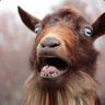Goat Enthusiast